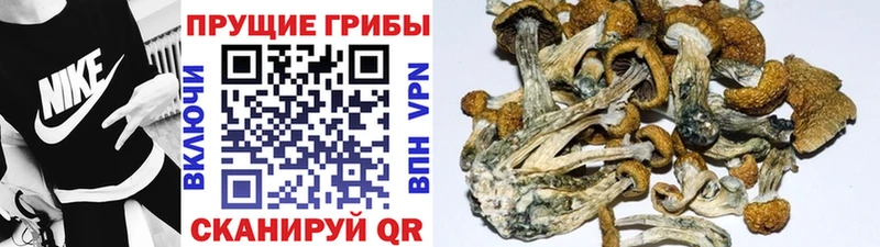 Галлюциногенные грибы Psilocybe  что такое   Петров Вал 